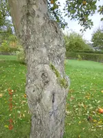 Apfelbaum 1.webp