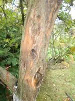 2 Apfelbaum.webp