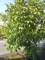 2011-10-21 15.59.25.webp