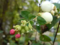Knallerbsenstrauch324.webp
