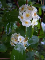 Spierstrauch077.webp