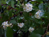 Spierstrauch080.webp