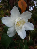 Jasmin044.webp