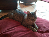 katerchen08.webp