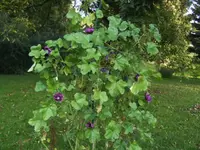 BILD1115.webp