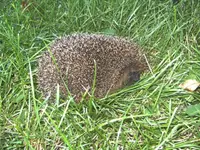 BILD1044.webp