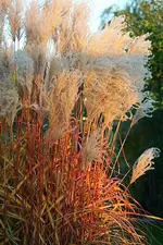 Marlepathus in vollem Herbstlook_smaller.webp