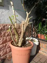 SAM_0544.webp