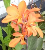 canna - anke.webp