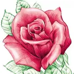 6232_rose.webp