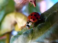 Marienkäferparate011.webp