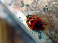 Marienkäferparate013.webp