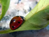 Marienkäferparate021.webp