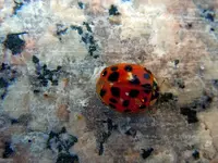 Marienkäferparate025.webp