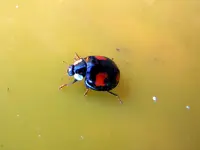 Marienkäferparate028.webp