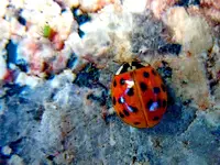 Marienkäferparate015.webp