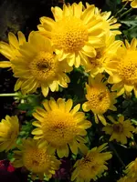 Chrysantheme044.webp