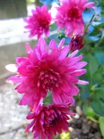 Chrysantheme049.webp