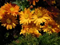 Chrysantheme050.webp