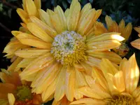 Chrysantheme051.webp