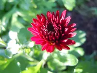 Chrysantheme053.webp