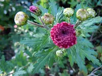 Chrysantheme054.webp