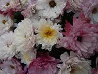 Hemdknöpfchen059.webp