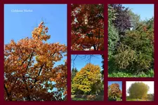 Herbst47.webp