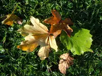 Herbstlaub013.webp