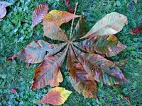 Herbstlaub024.webp