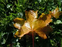 Herbstlaub272.webp