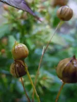 Leinsamen208.webp