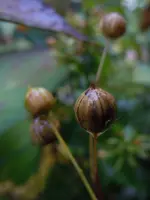 Leinsamen209.webp