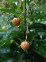 Leinsamen222.webp