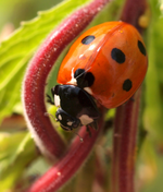 P7267357 Marienkäfer.webp