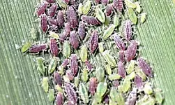 P7267376 Futter.webp