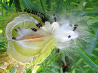 Swanplant v.webp