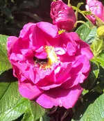 DSC01555 - rote rose vorn - halbwild duftend.webp