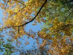 Herbst_2011_14_IMG_3776.JPG