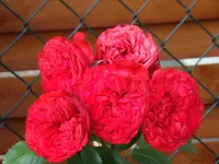 DSC02590.webp