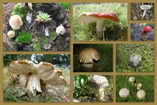 Herbst50.webp