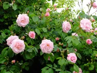 DSCF0238.webp