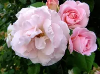DSCF0300.webp