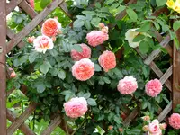 DSCF0252.webp