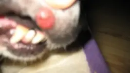 Ellimausi 001.webp