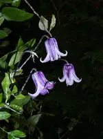 Clematis Rooguchi am Donnerstag, 27.10..webp