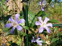 Clematis Juuli.webp
