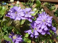 Clematis.webp