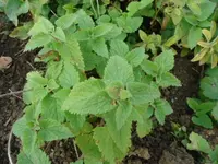 DSC00834.webp