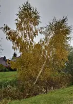 DSC_3550 Birke.webp